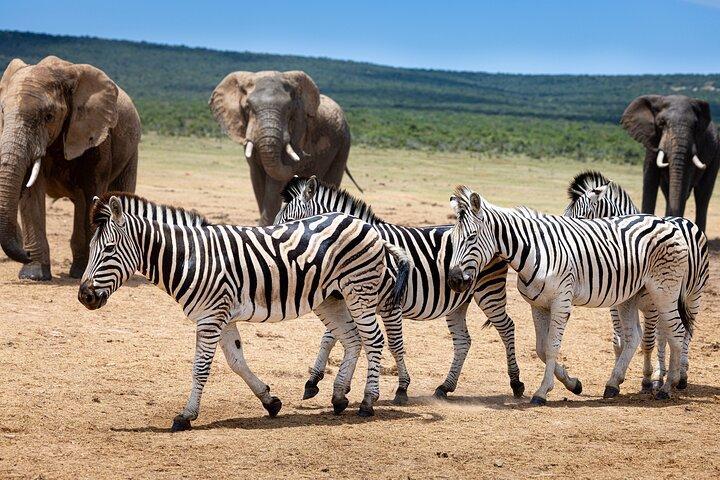 Safari de día completo con todo incluido en el Parque Nacional Addo Elephant