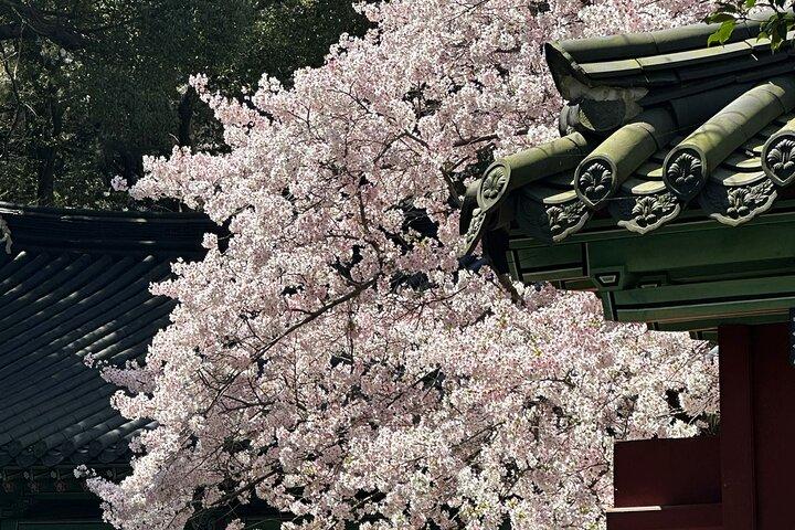 Lille gruppe East Jeju Cherry Blossom Tour & Kvinders Diver Show