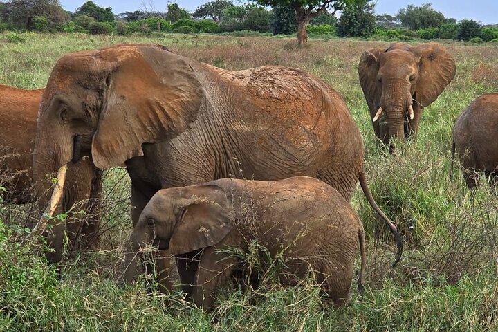 Hotéis em Tsavo East National Park