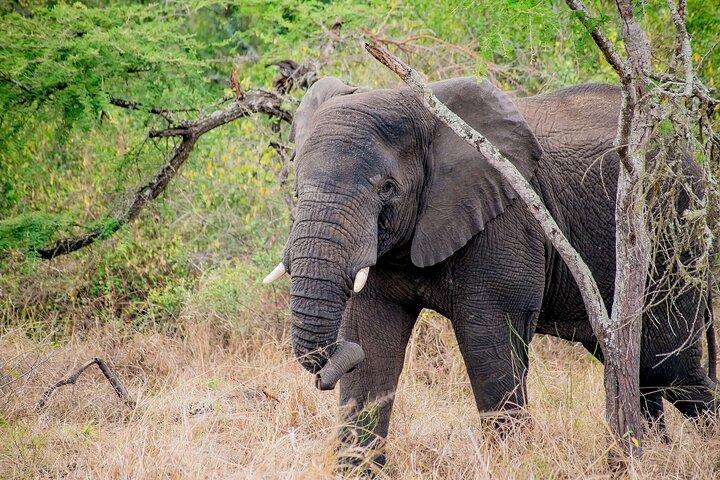 1 Tag Akagera Nationalpark Safari Abenteuer Quest