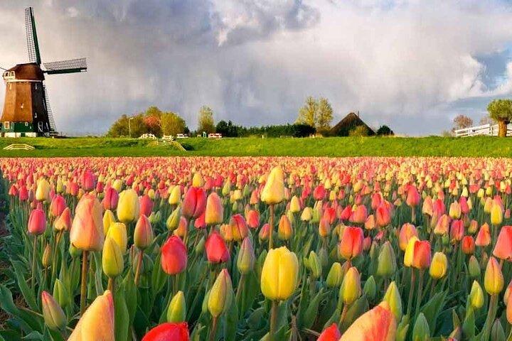Privat tur til Keukenhof og Tulip Fields