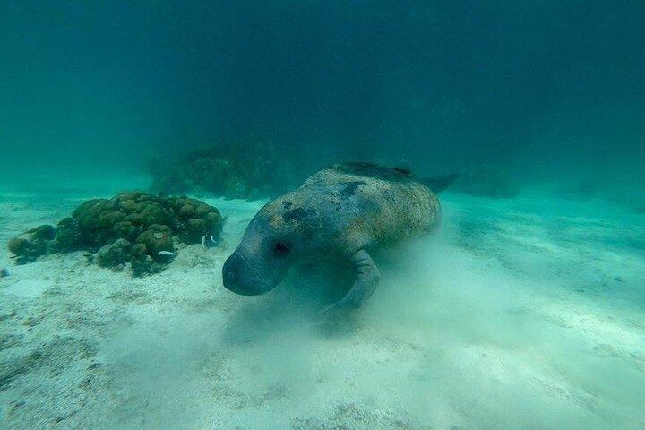 ホルチャン海洋保護区とサメエイシュノーケリングサンペドロベリーズ