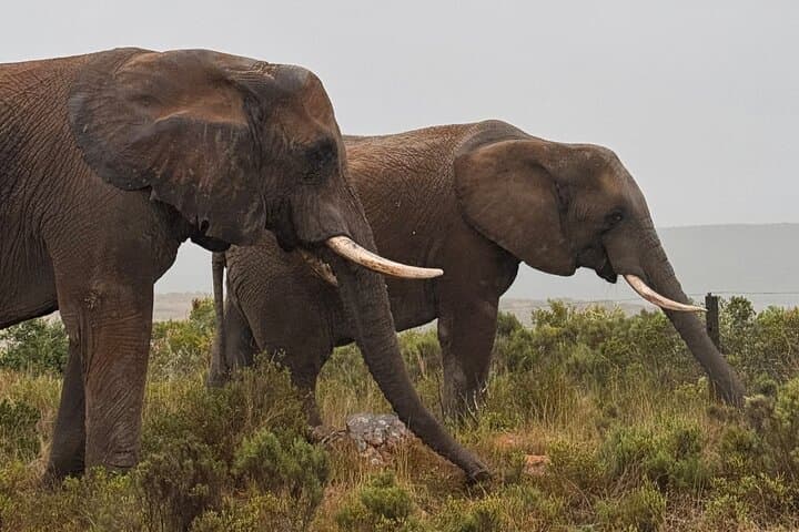 2 Day Best Safari Tour Garden Route Lodge