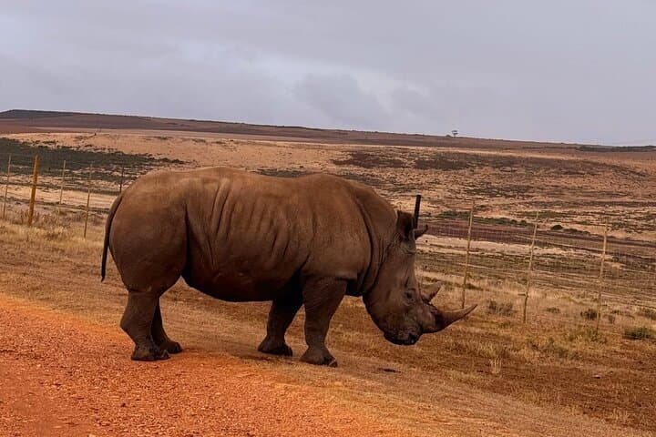 2 Day Best Safari Tour Garden Route Lodge