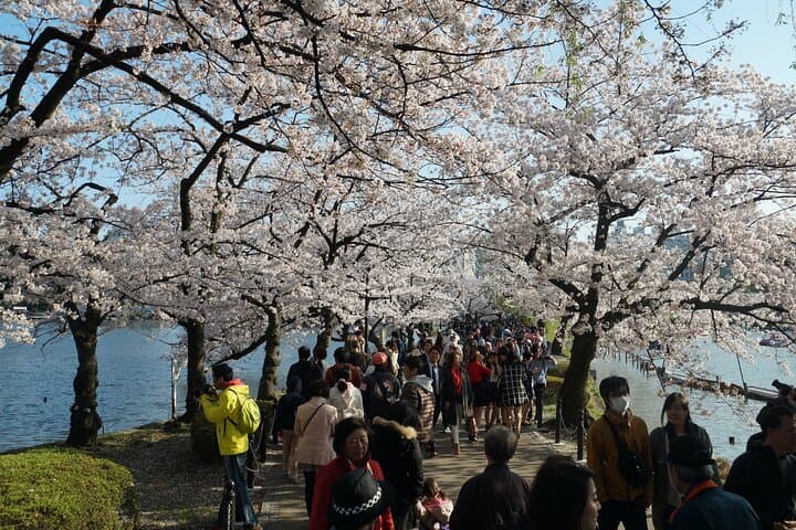Conquer Tokyo's Best Cherry Blossom Viewing Spots in One Day