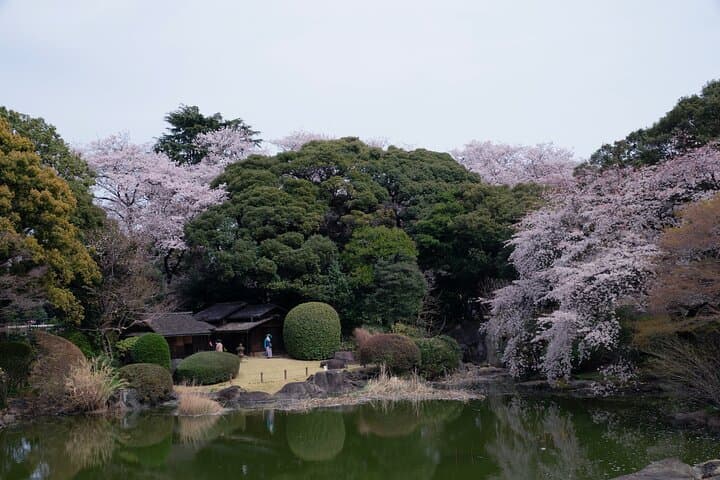 Conquer Tokyo's Best Cherry Blossom Viewing Spots in One Day