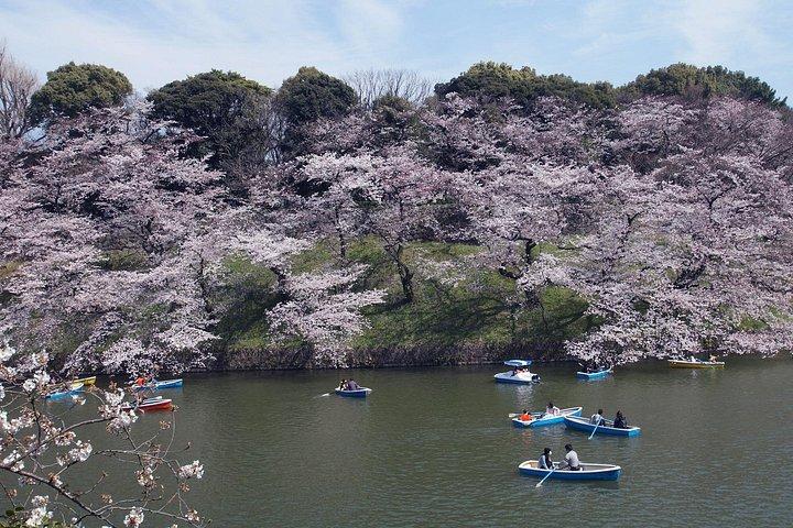 Conquer Tokyo's Best Cherry Blossom Viewing Spots in One Day