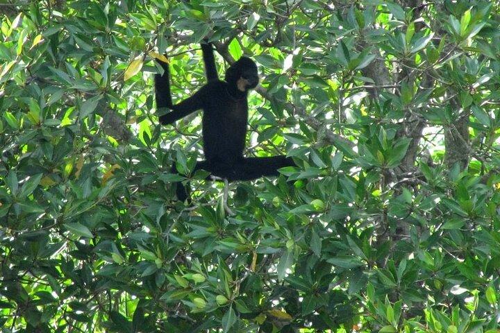 Tour privato alla scoperta di Monkey Island e mangrovie