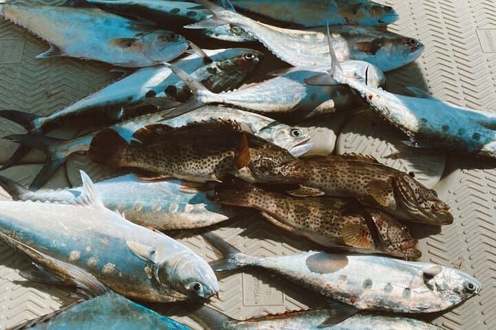 3Hours Fishing Trip