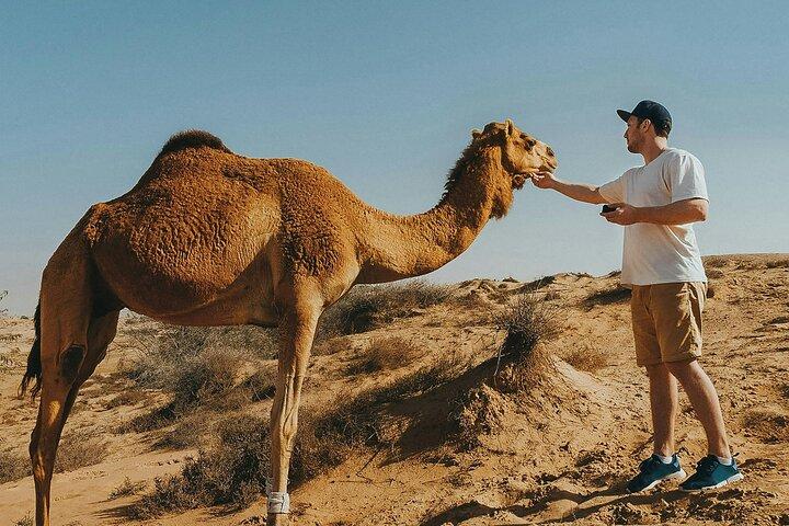 Giro in cammello ad Agadir con cena barbecue