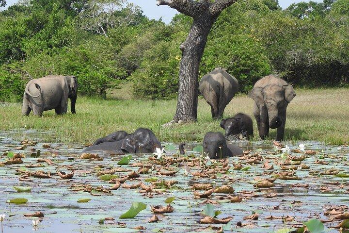 The Best Safari tour from Hambantota Port (Janaka safari)