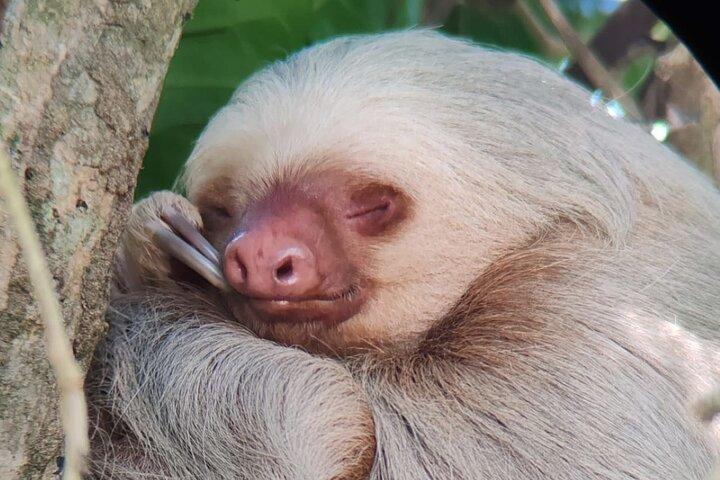 Visite guidée du parc Manuel Antonio avec billet inclus