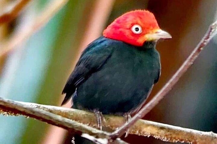 Visite guidée du parc Manuel Antonio avec billet inclus
