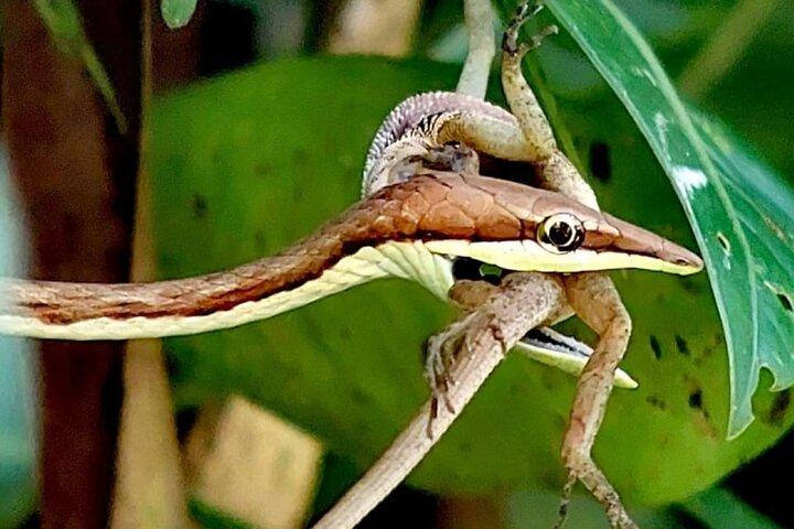 Visite guidée du parc Manuel Antonio - Billet d'entrée inclus