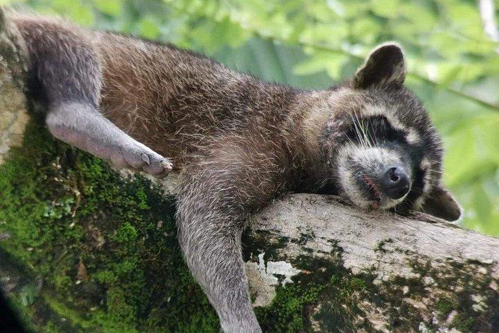 マヌエル・アントニオ公園ガイドツアー(チケット付きオプション)