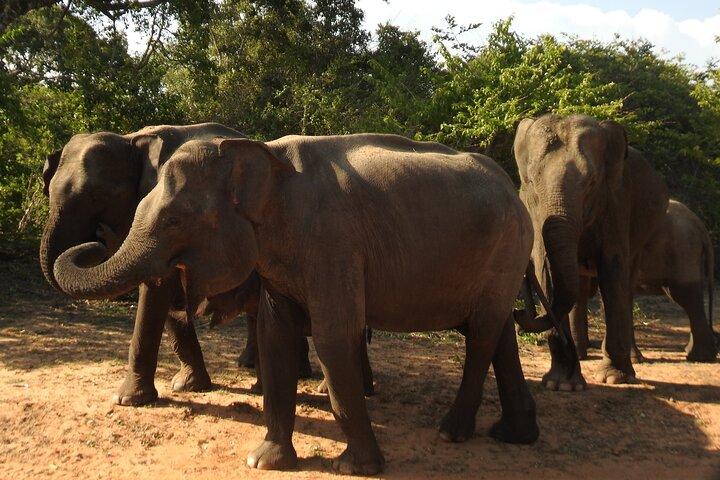 Yala Nationalpark Tour von Hambantota Port Janaka Safari