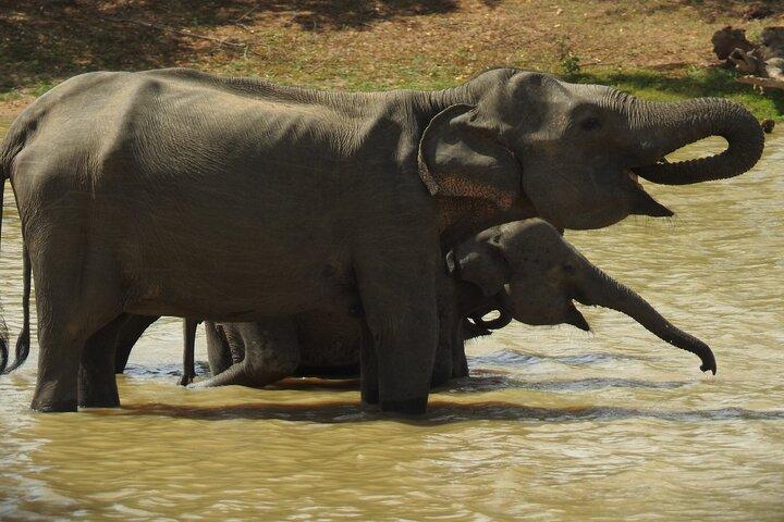 Yala Nationalpark Tour von Hambantota Port Janaka Safari