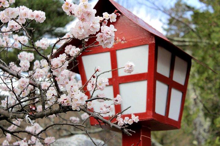 Kamakura Kirschblüten Halbtageswanderung mit einem lokalen Guide