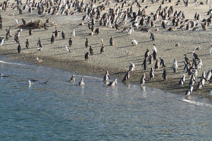 ペンギン島へのナビゲーション - USHUAIA - ビーグル チャンネル