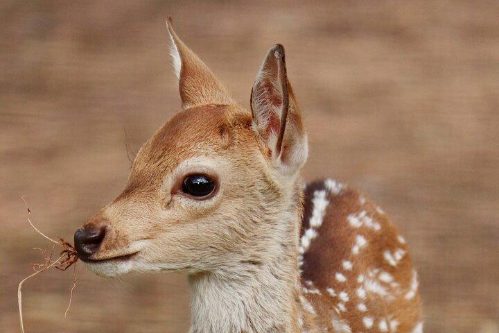 トリンコマリー発ミネリヤ国立公園ジープサファリ
