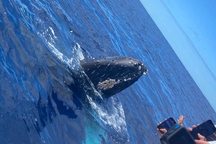 Big Island: Whale Watching Tour