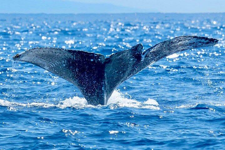 Isla Grande: Capitán Cook Snorkel en un catamarán con almuerzo