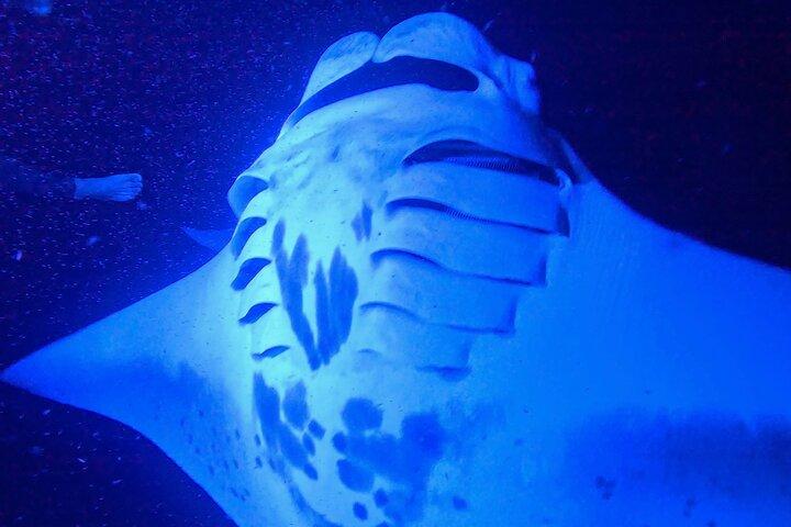 Esnórquel nocturno de mantarraya de Big Island