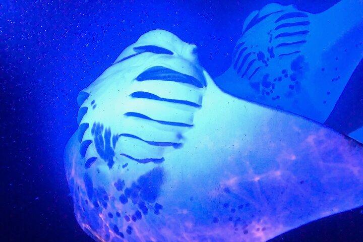 Esnórquel nocturno de mantarraya de Big Island