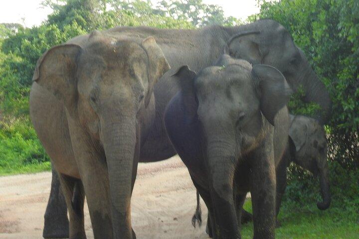 Spezielle Yala-Safari ab Hambanttota Hafen Yala Nisha Safari