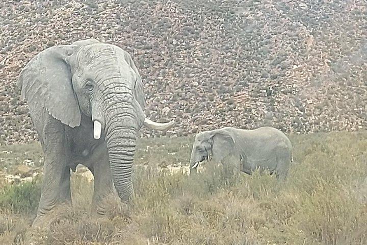 Aquila Big 5 Safari and Wine Tasting Day Tour – From Cape Town