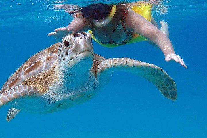 Che’s snorkel catamaran! turtles, photos & pickup (small group)