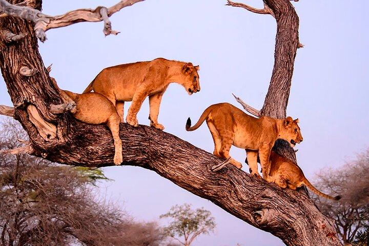 7 días Tanzania Aventura de vida silvestre y culturas tribales