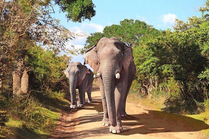 ヤーラ国立公園プライベートオールインクルーシブサファリ：1日または半日