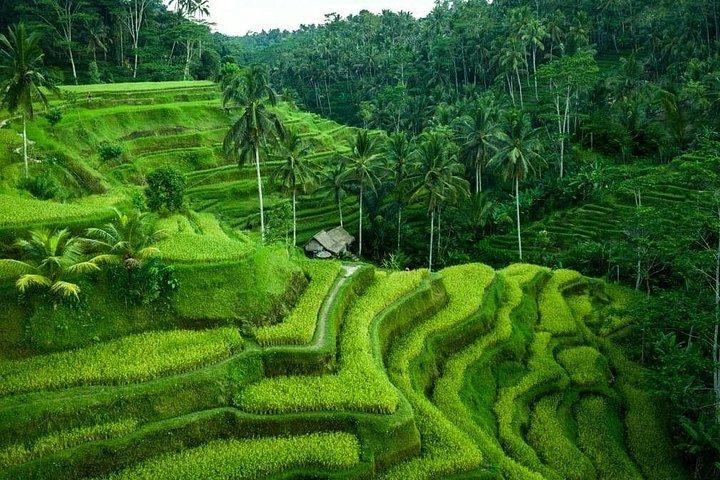Ubud Highlights Tagestour