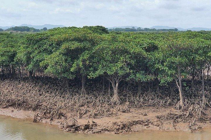 Monkey Island and Mangrove Forest Eco Tour from Ho Chi Minh
