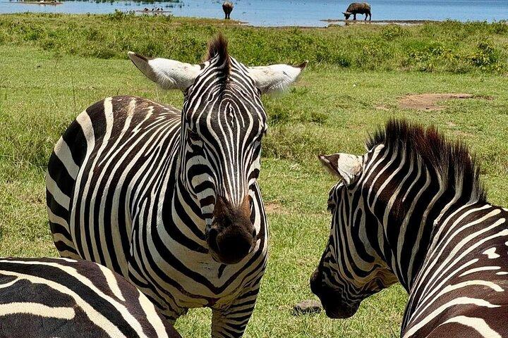 7 Tage Amboseli-See Naivasha-See Nakuru & Masai Mara