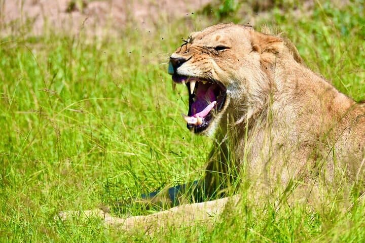 8 Days Magical and Unforgettable Kenya and Tanzania Combo