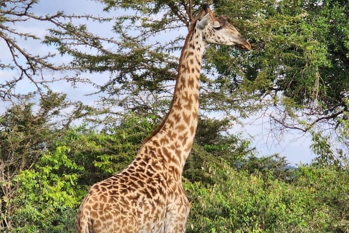 8 Days Magical and Unforgettable Kenya and Tanzania Combo