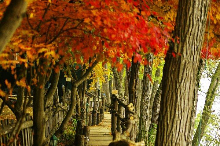 Nami Island avec le jardin du matin Calme Rail Vélo de Séoul
