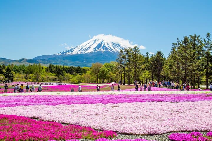 Mount Fuji & Fuji Shibazakura Festival One Day Trip From Tokyo