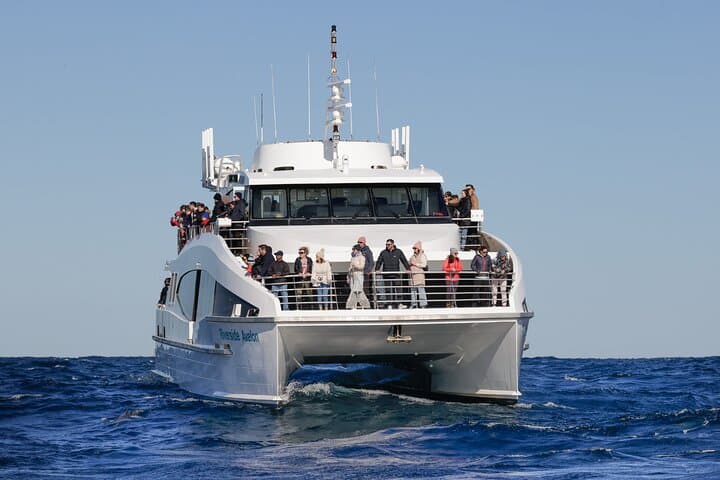 Sydney Whale Watching - 2.5hr Discovery Cruise