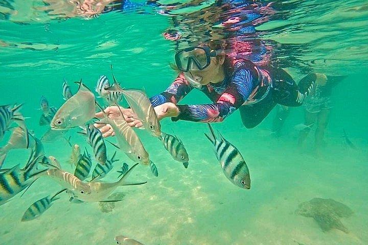 サムイ島：プライベートクルーズシュノーケル ラップ島、タエン島、ピッグ島