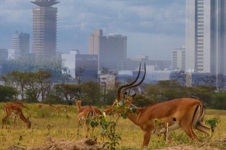 Excursion d'une demi-journée dans le parc national de Nairobi; connexion wifi gratuite