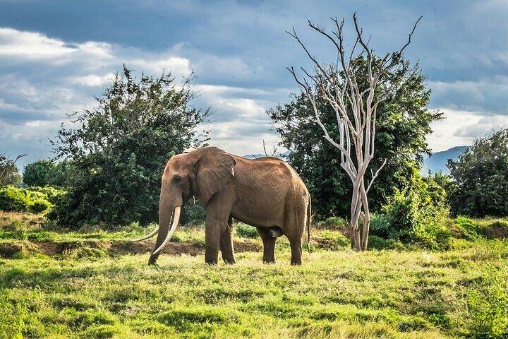 3 Days and 2 Nights Private Safari to Amboseli National Park