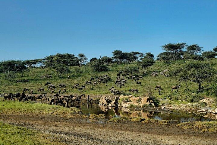 Tanzanias klassiske safari tur