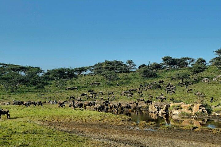 Tanzanias klassiske safari tur
