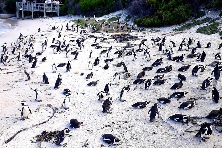 Tour privado de día completo a la Península del Cabo