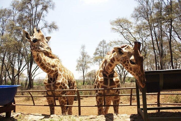 Visit to the Giraffe Centre from Nairobi