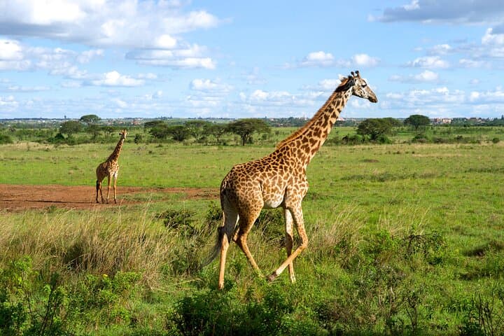 Visit to the Giraffe Centre from Nairobi