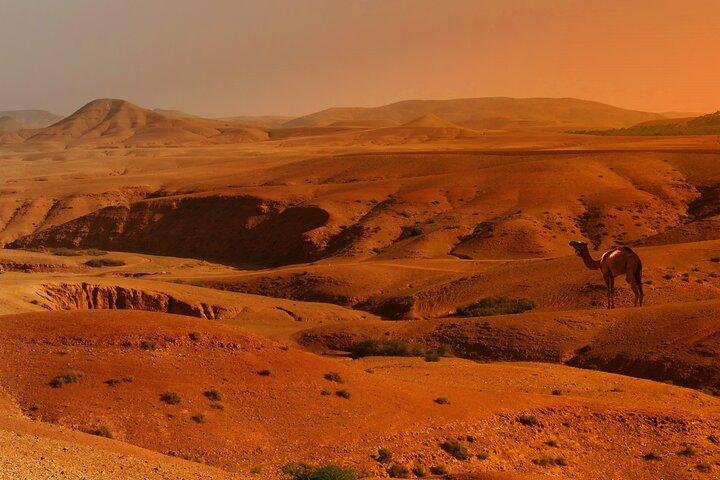Agafay Desert Sunset, Camel Ride and Dinner from Marrakech